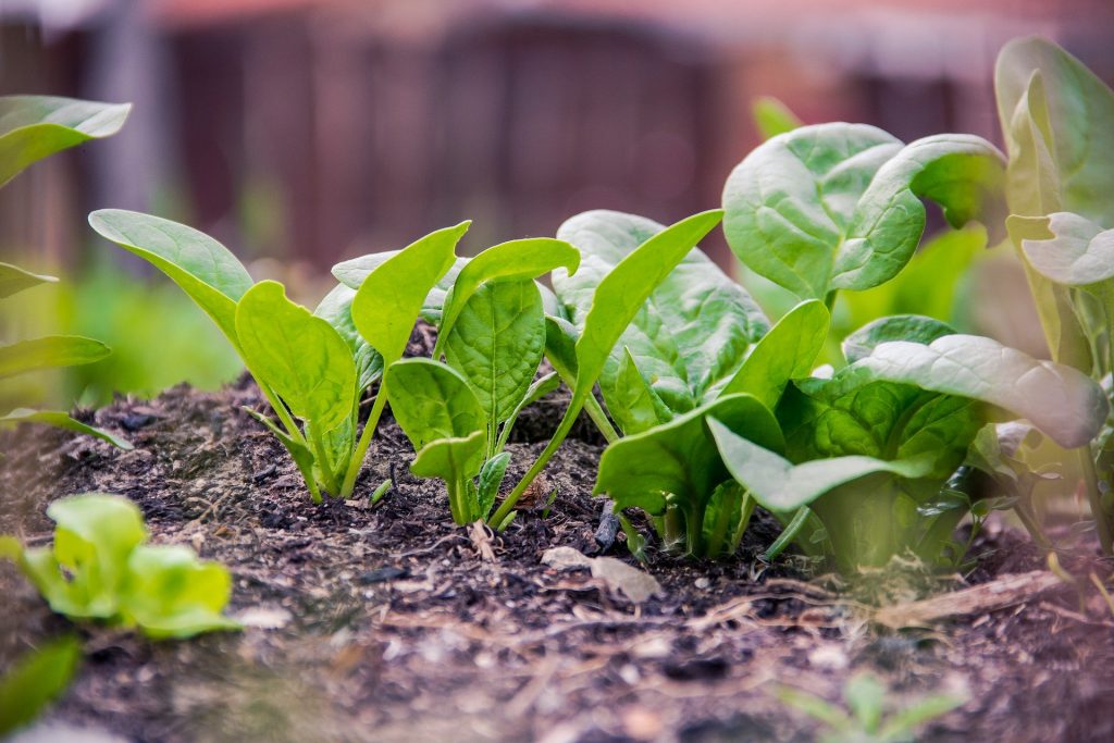 Catalina Spinach is best for growing in containers, indoors. Discover what other plants you can grow on your apartment balcony here.