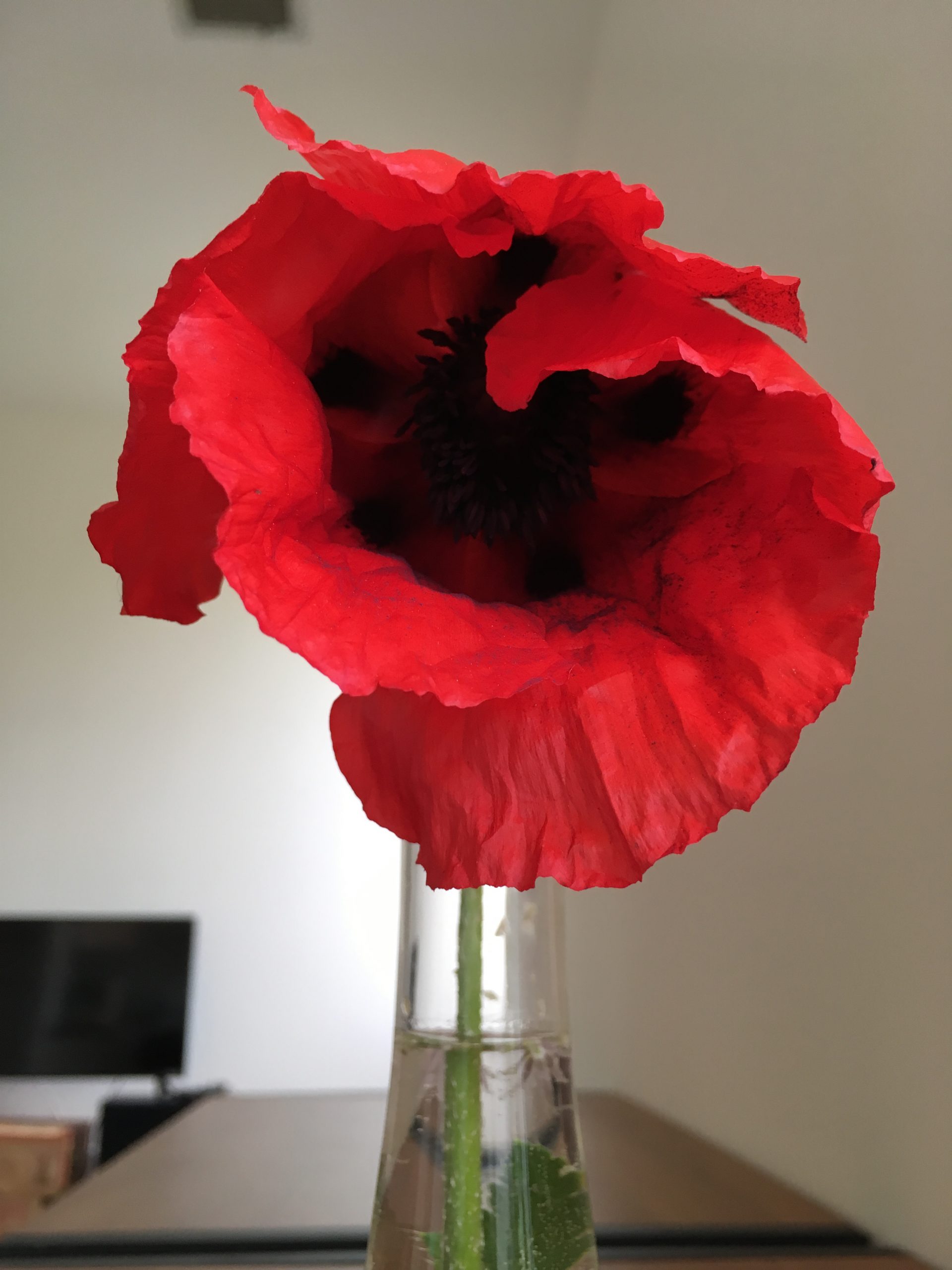 red poppy in a vase indoors