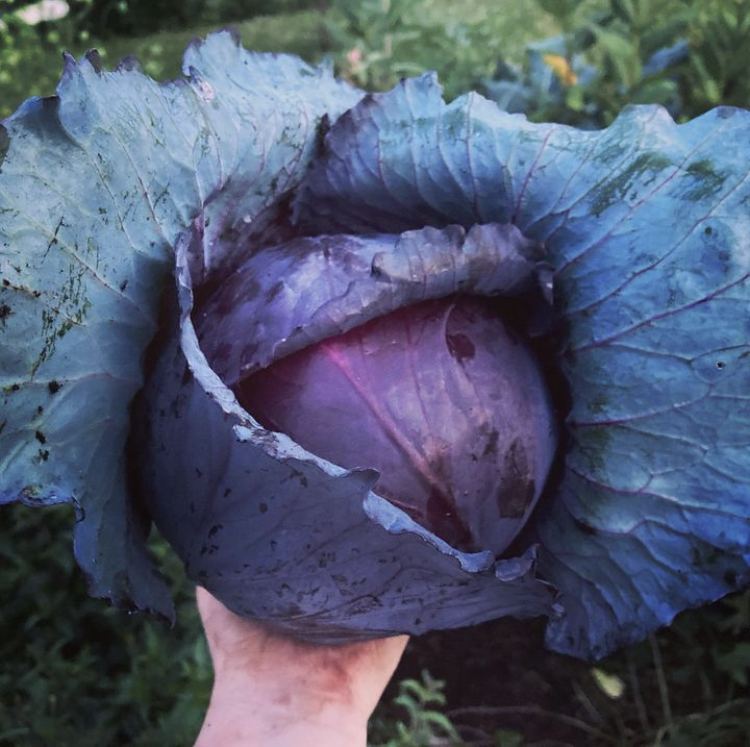 Sienna Mae Heath, The Sovereign Gardener holding a newly harvested red/purple cabbage
