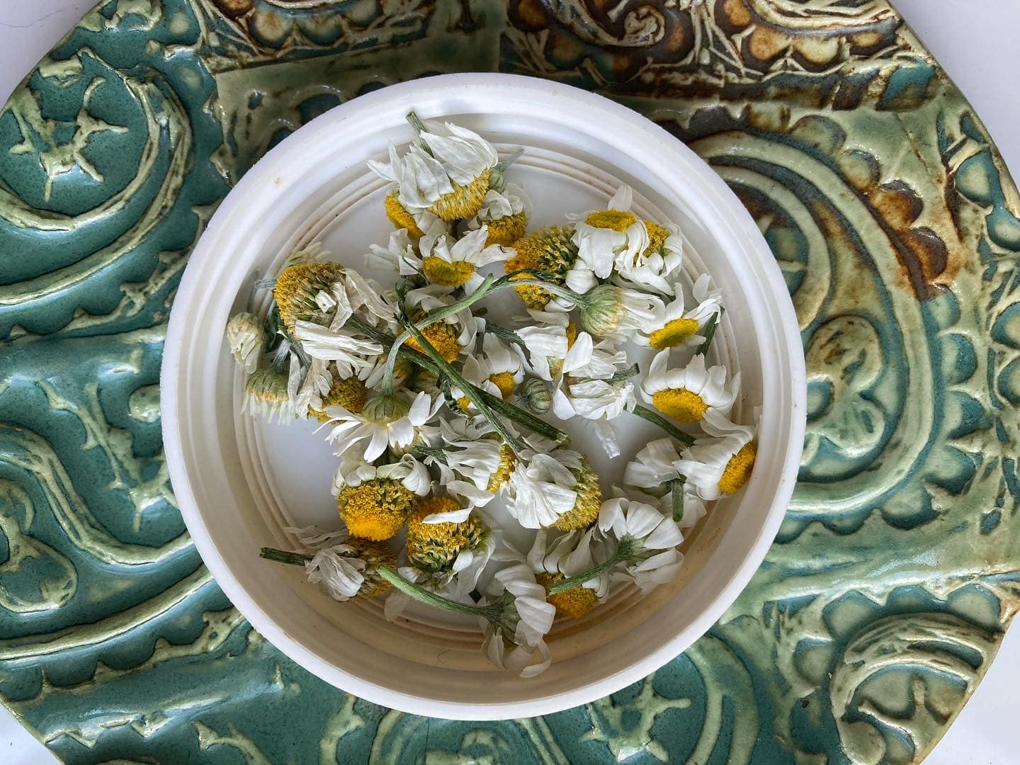chamomile flowers grown, harvested, and dried by Sienna Mae Heath